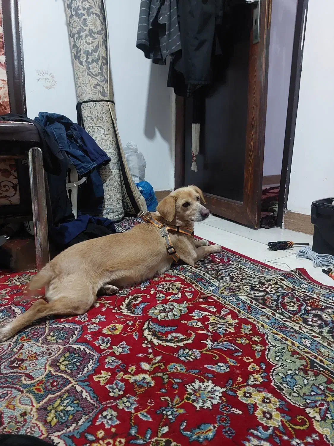 گمشده واگزاری|حیوانات|لاهیجان, شهید آوینی|دیوار