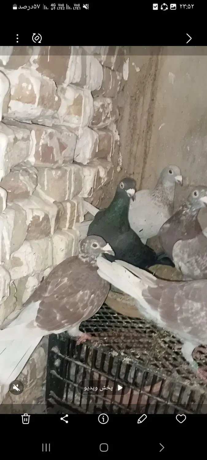 کبوتر|پرنده|گنبد کاووس, |دیوار