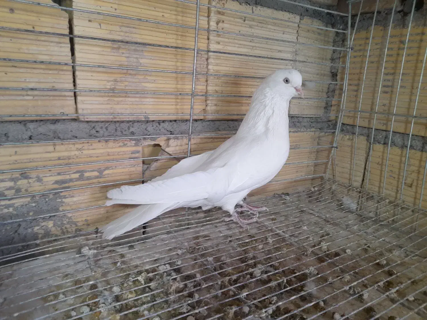 پرنده|پرنده|بروجن, |دیوار