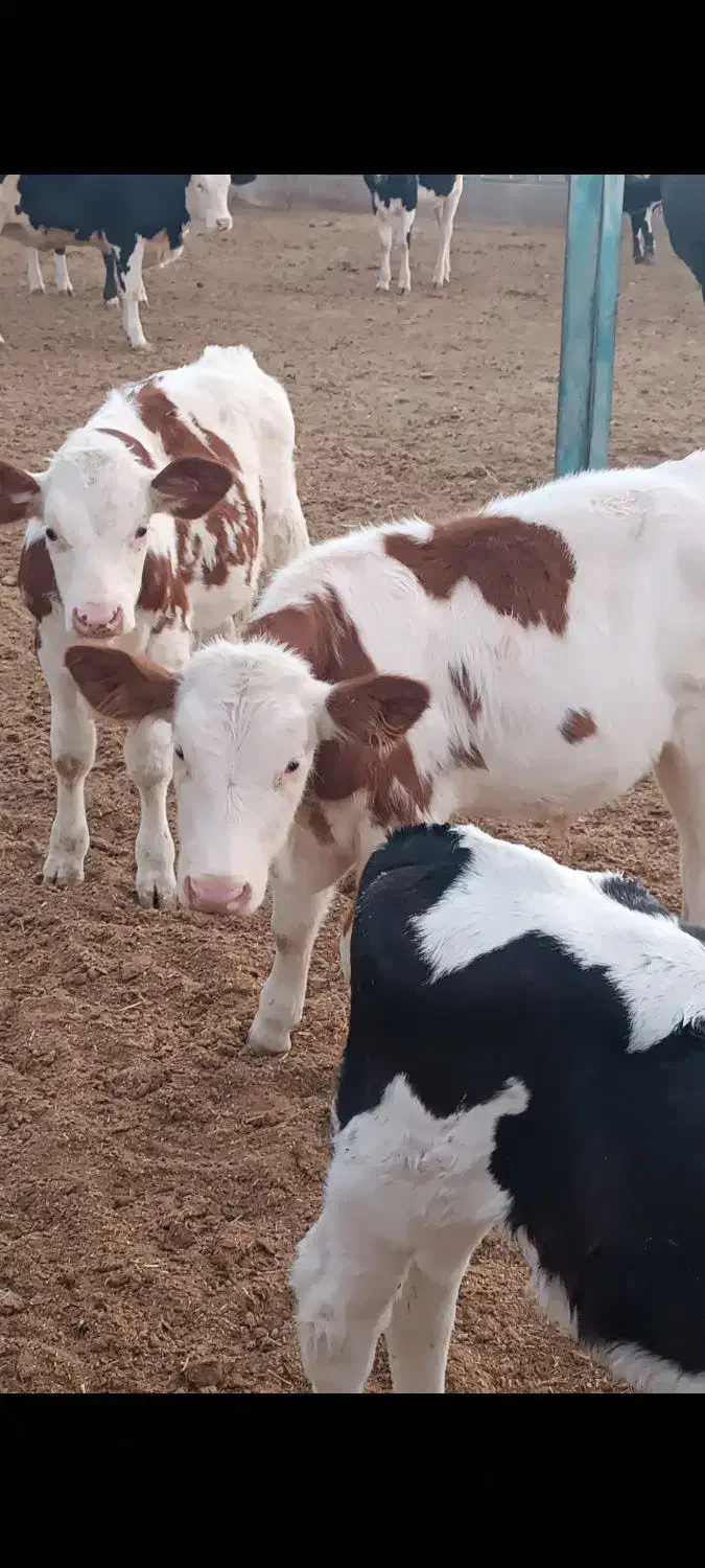 گوساله پرواری|حیوانات مزرعه|باشتین, |دیوار