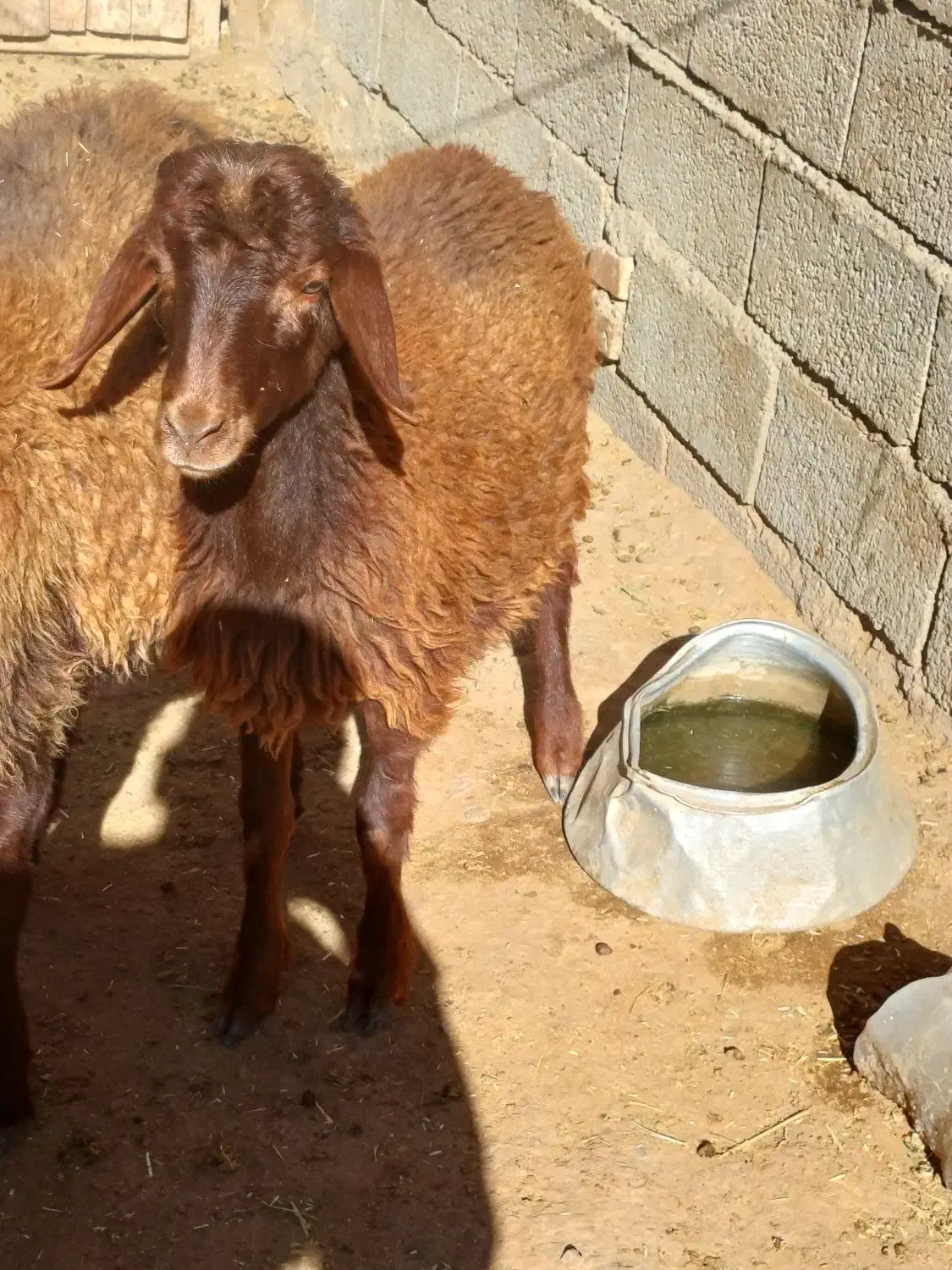 بره نر|حیوانات مزرعه|هریس, |دیوار