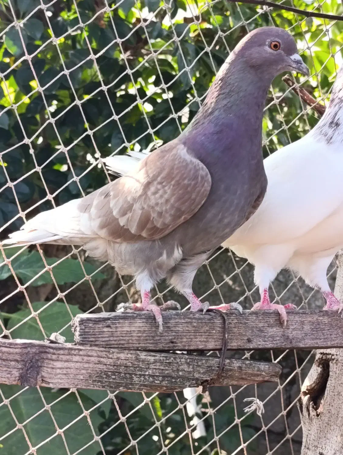 فروش کبوتران فوق پرشی|پرنده|رامسر, |دیوار