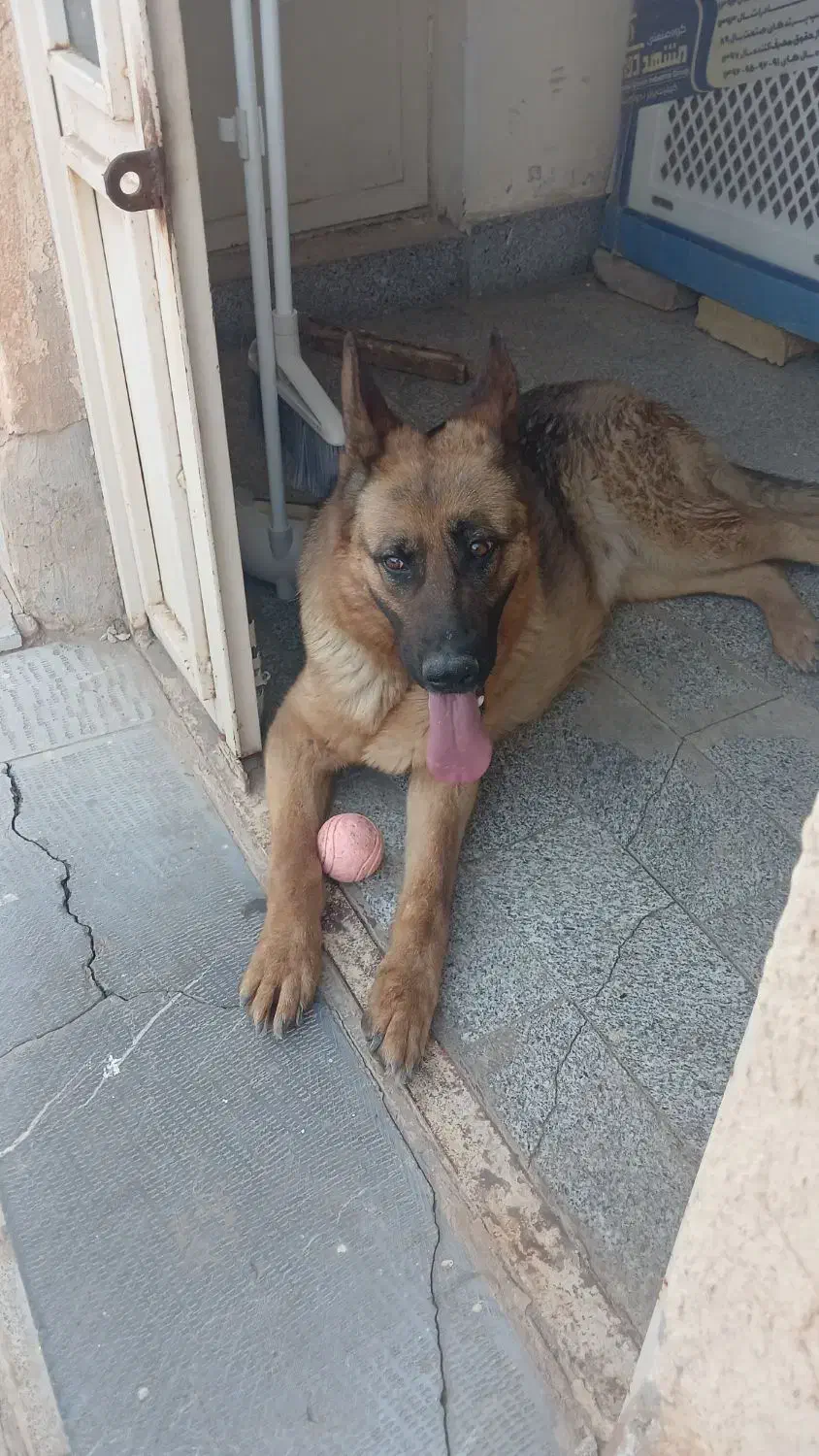 سگ ژرمن|سگ|مشهد, شهرک مهرگان|دیوار