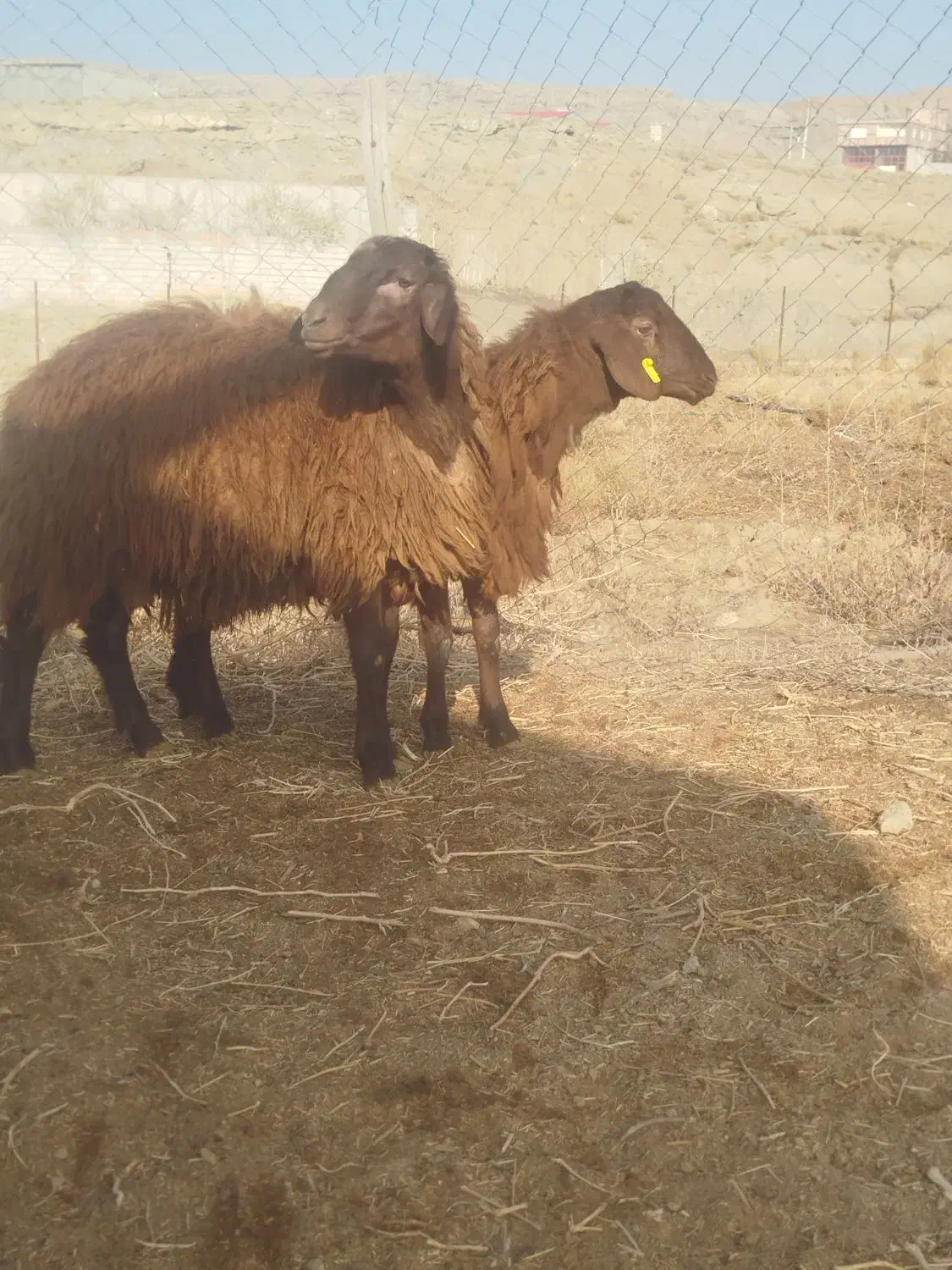 گوسفند و بره نر قزل|حیوانات مزرعه|تبریز, |دیوار