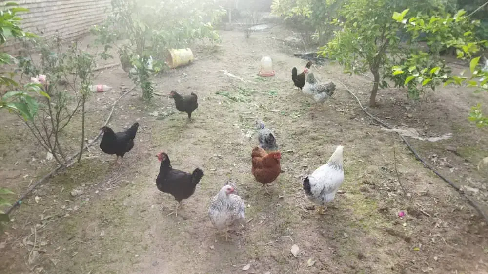 مرغ وخروس|حیوانات مزرعه|گتوند, |دیوار