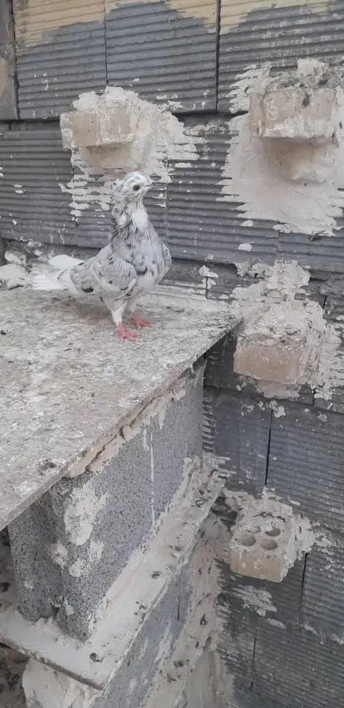 کبوتر دم سفید|پرنده|شوشتر, |دیوار