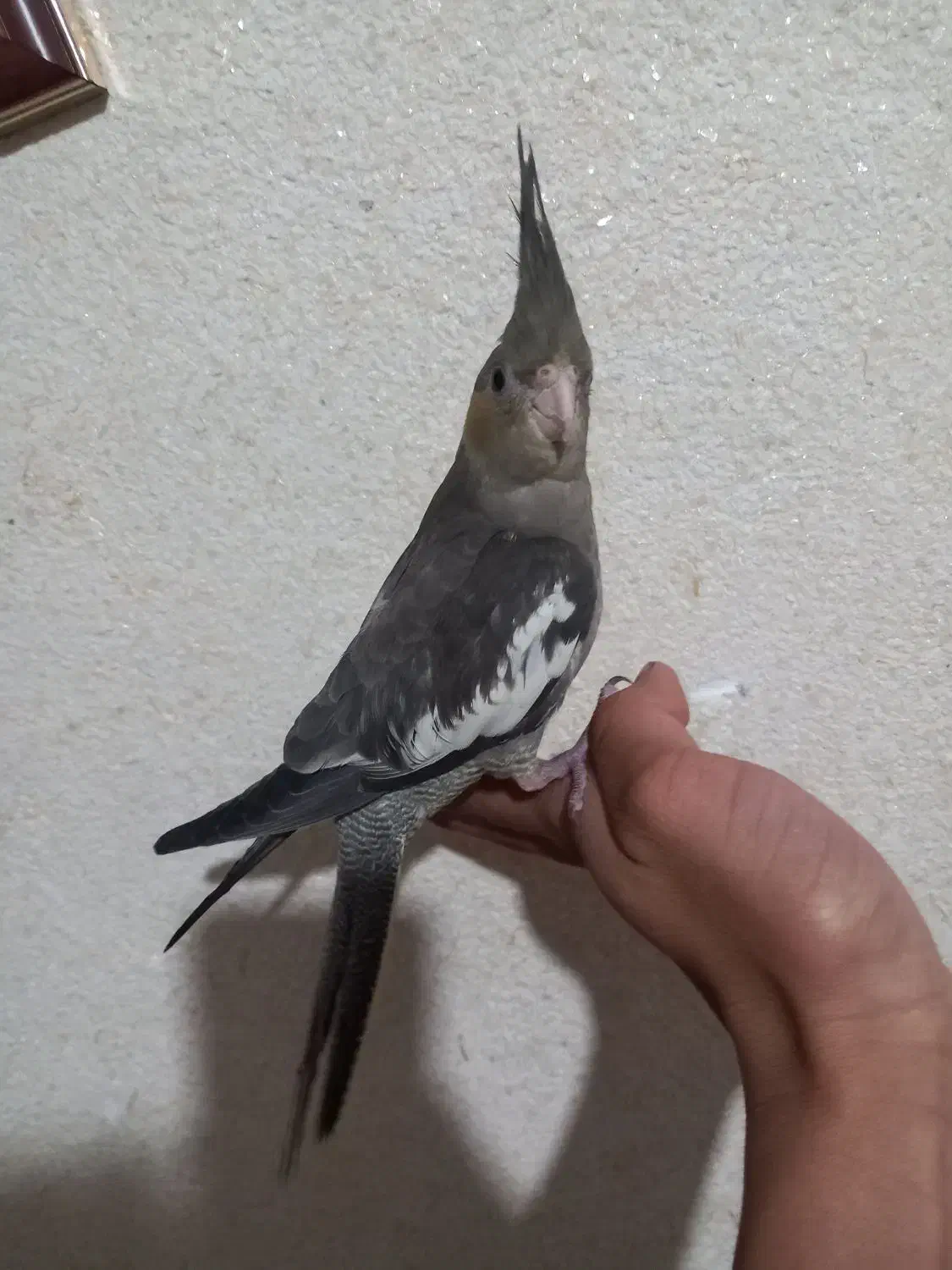 جوجه عروس|پرنده|بروجرد, |دیوار