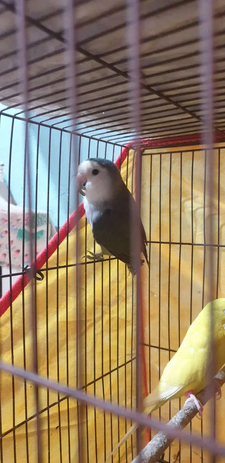 فروش یا معاوضه طوطی کوتوله نر|پرنده|بندرعباس, |دیوار