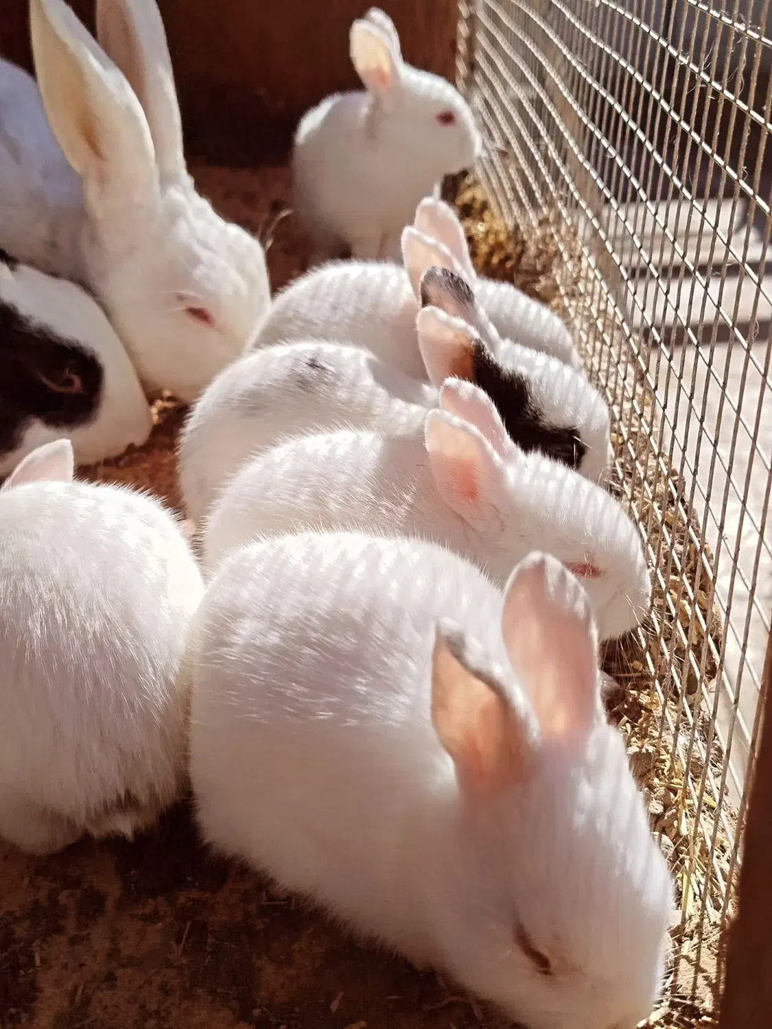 بچه خرگوش|موش و خرگوش|نهبندان, |دیوار