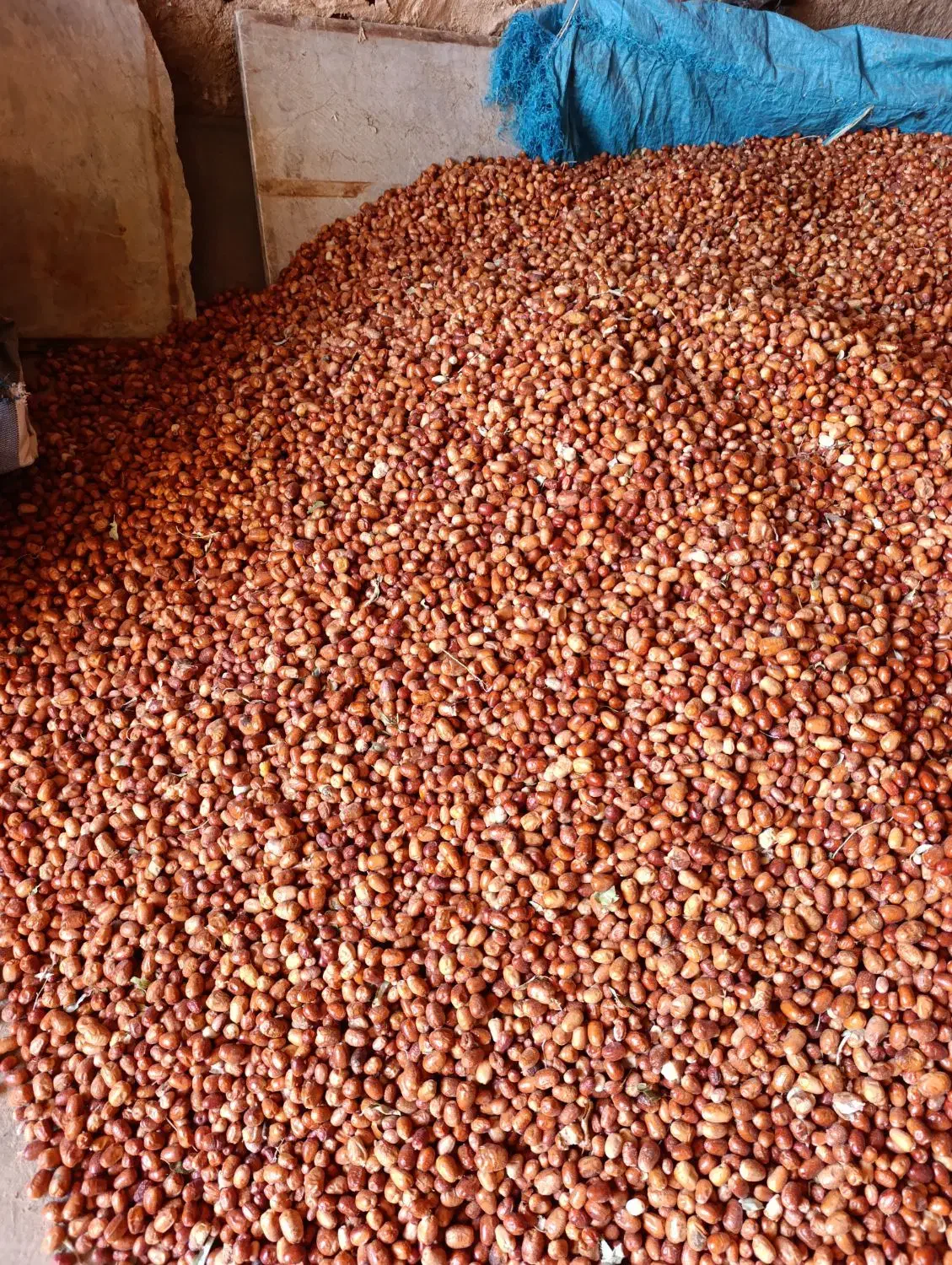 سنجد فروشی|خوردنی و آشامیدنی|بسطام, |دیوار