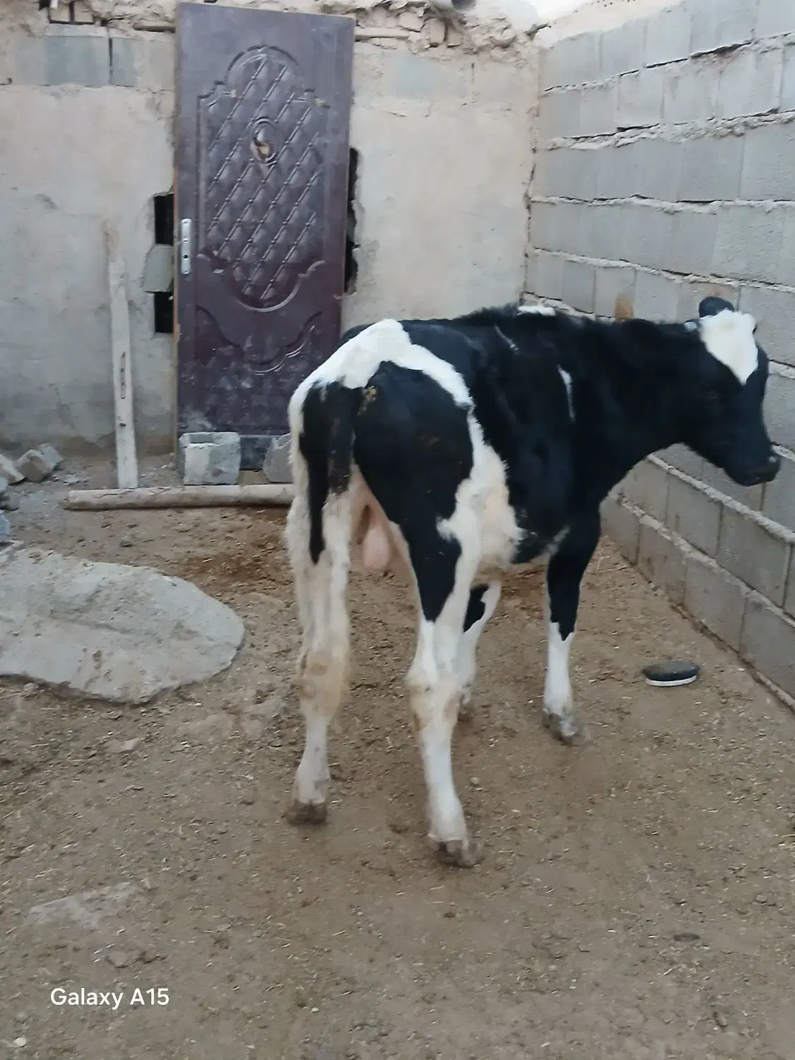 گوساله جوانه تلیسه تخک گاو|حیوانات مزرعه|نیشابور, شهید بهشتی|دیوار
