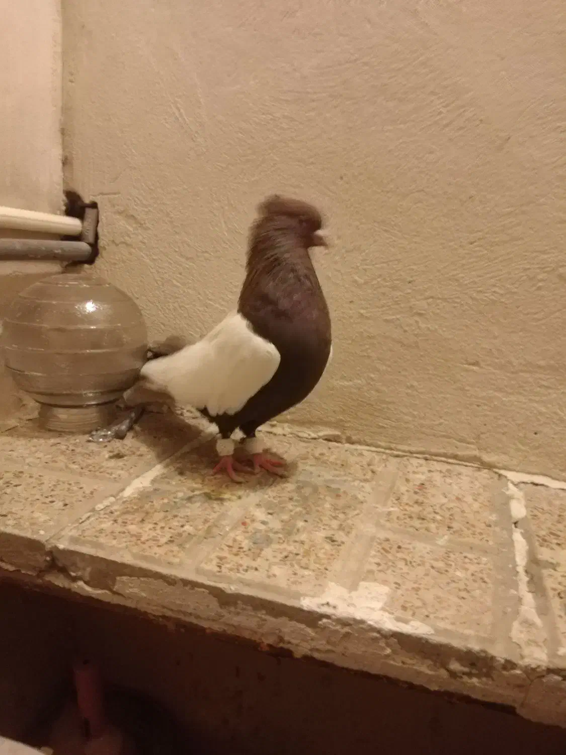 پرنده|پرنده|مشهد, مقدم|دیوار