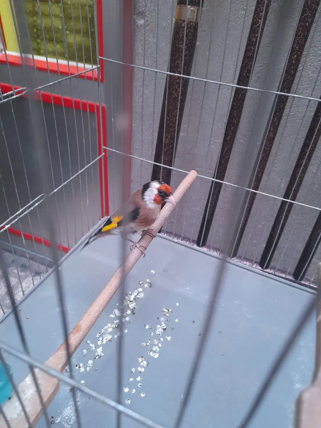 سهره|پرنده|کرمانشاه, |دیوار