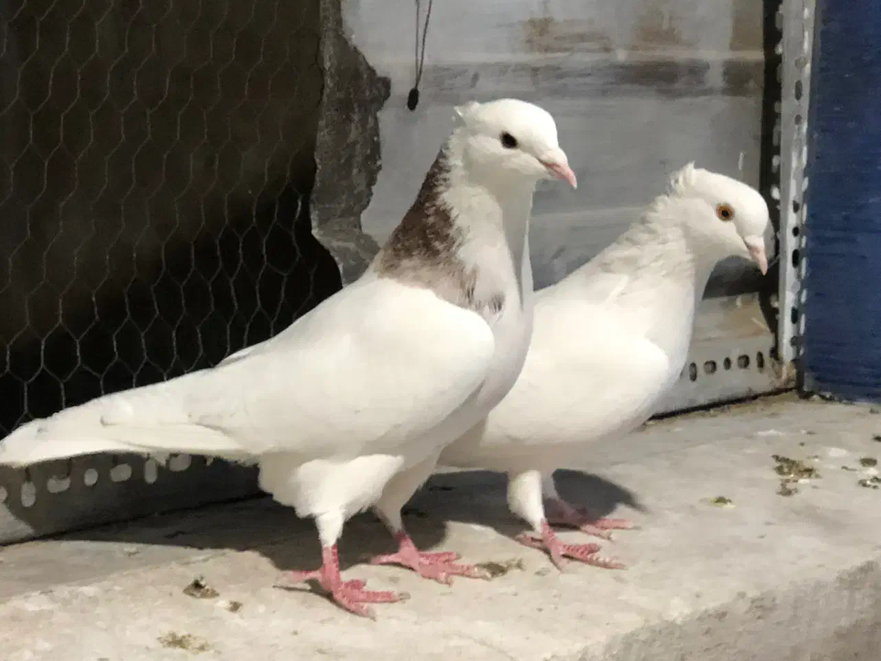 کبوتر|پرنده|ری, منصوریه منگل|دیوار