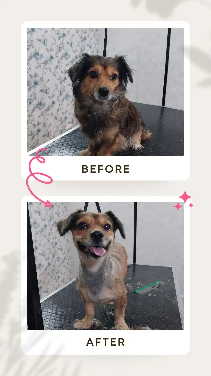 اصلاح و شستشوی حیوانات (سگ و گربه) در کلینیک|خدمات پیشه و مهارت|یزد, |دیوار