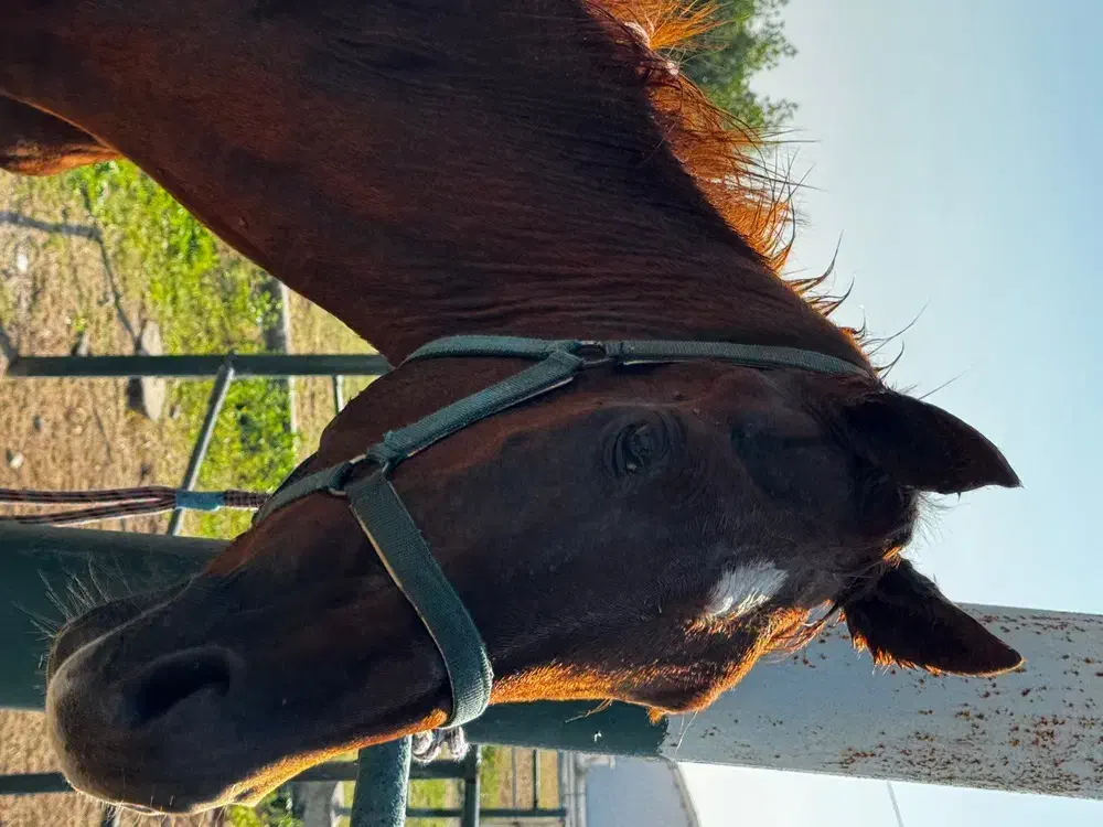 اسب نریون|اسب و تجهیزات اسبسواری|بندرعباس, |دیوار