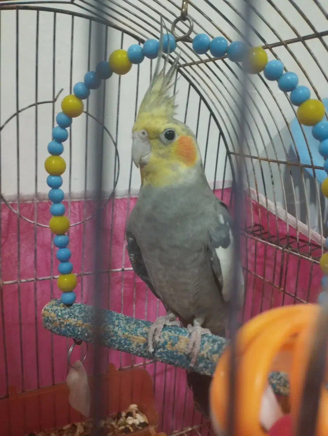 عروس هلندی نر جوان آوازخوان|پرنده|باسمنج, |دیوار