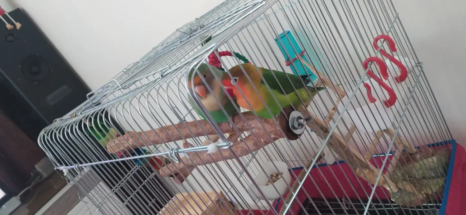 طوطی کوتوله مولد|پرنده|شیراز, کوشک میدان|دیوار