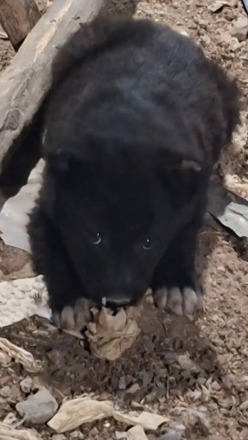 توله نر قدری جونی زیبا|سگ|برازجان, |دیوار