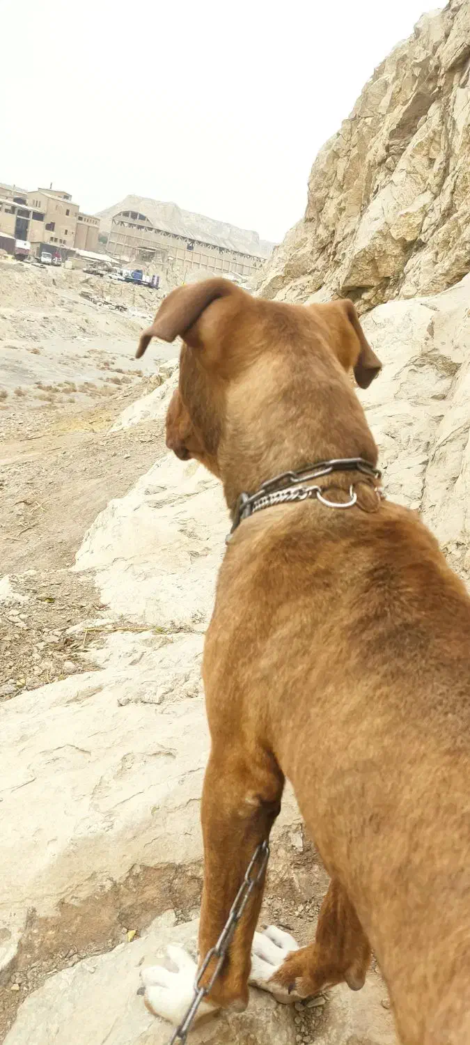 سگ پیتبول|سگ|ری, جوانمرد قصاب|دیوار