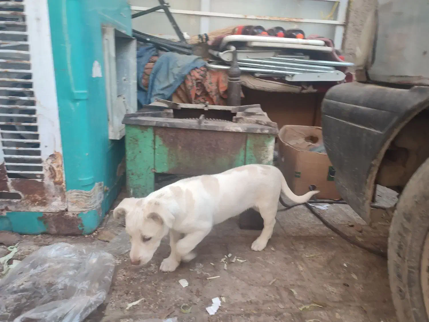 سگ پاکوتا|سگ|نیشابور, گنبد سبز|دیوار