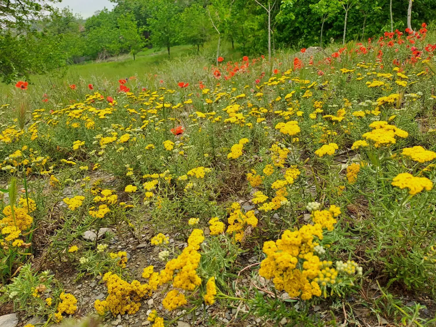 سوییت ویلای اجاره ای در شاندیز|اجارهٔ کوتاهمدت آپارتمان و سوئیت|شاندیز, |دیوار