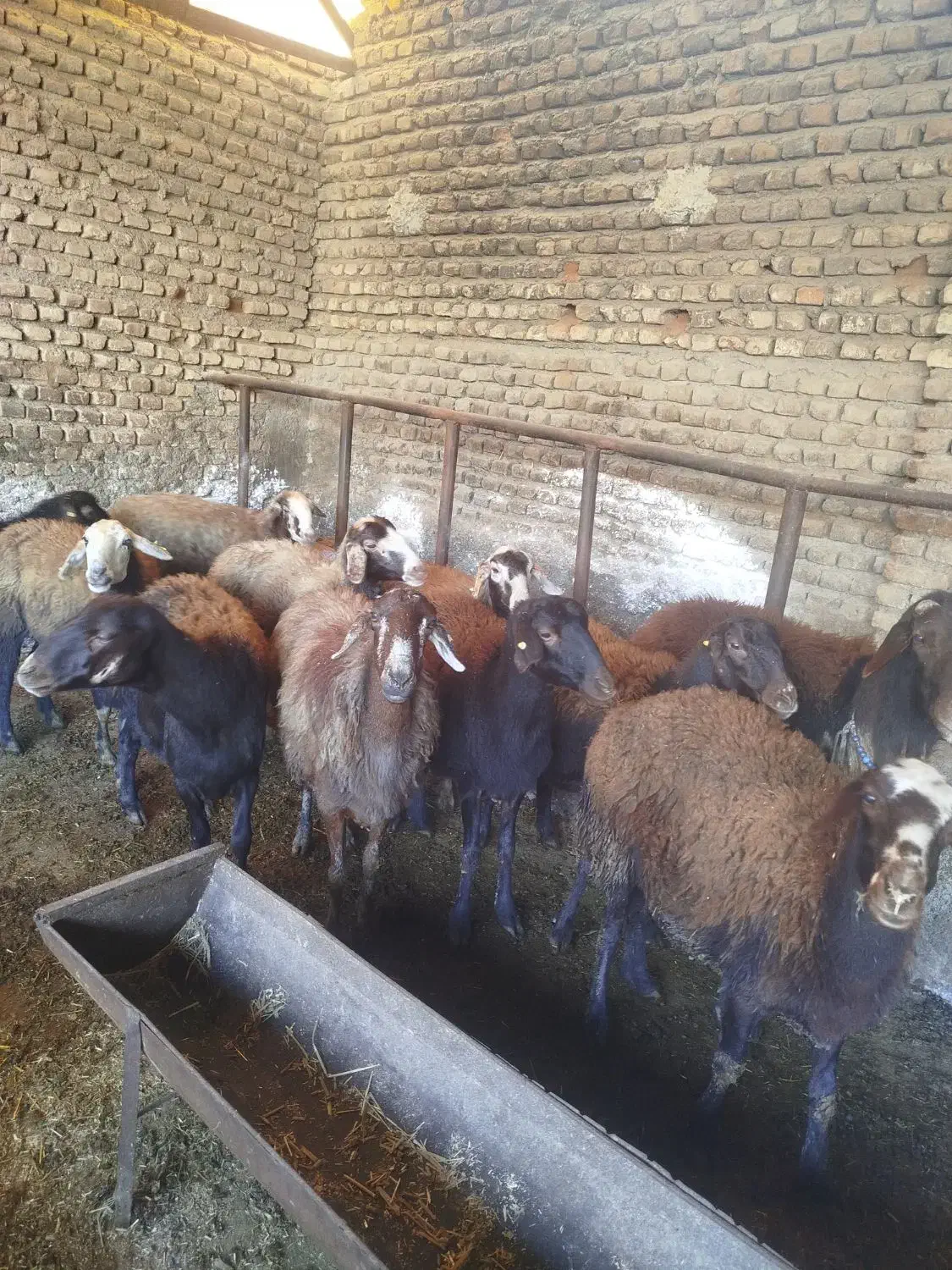 گوسفند ابستن|حیوانات مزرعه|سرخنکلاته, |دیوار