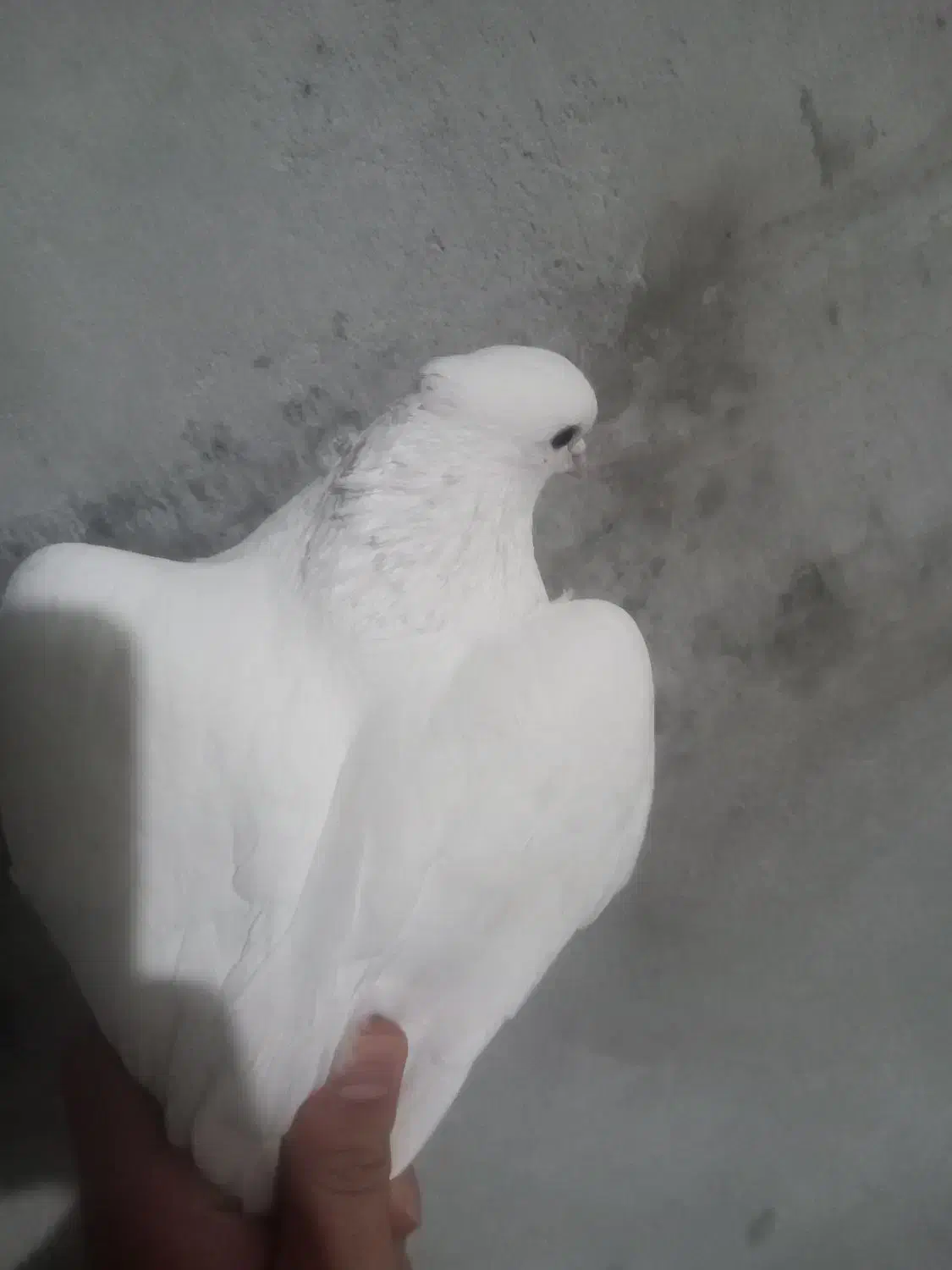 کبوتر|پرنده|نورآباد, |دیوار