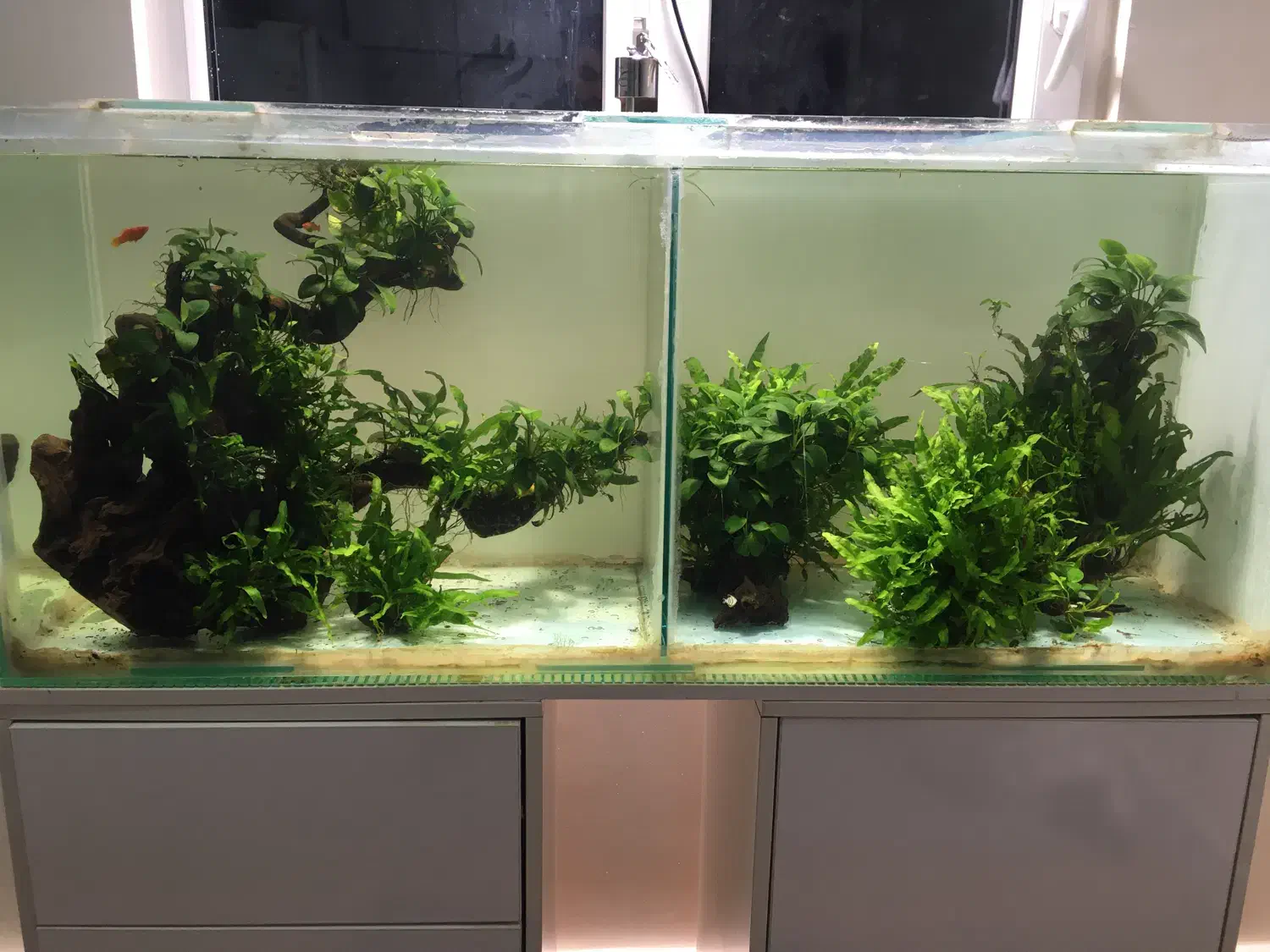 کنده گیاه جاوا و انوبیاس|ماهی|اهواز, کوی آغاجاری|دیوار