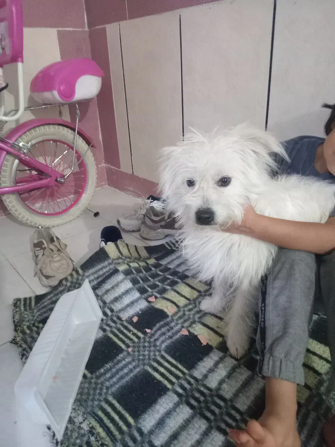 سگ دستی پشمالو سفید فهمید و بازی گوش|سگ|ایذه, |دیوار