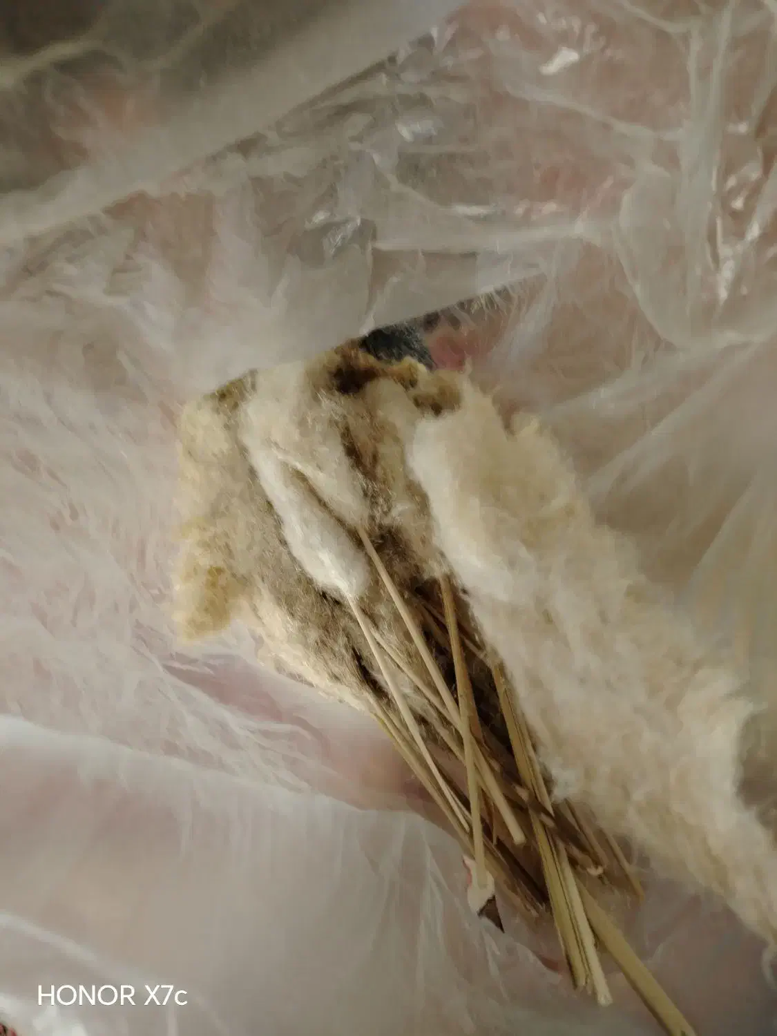 گل پام پاس|گل مصنوعی|شیراز, بریجستون|دیوار