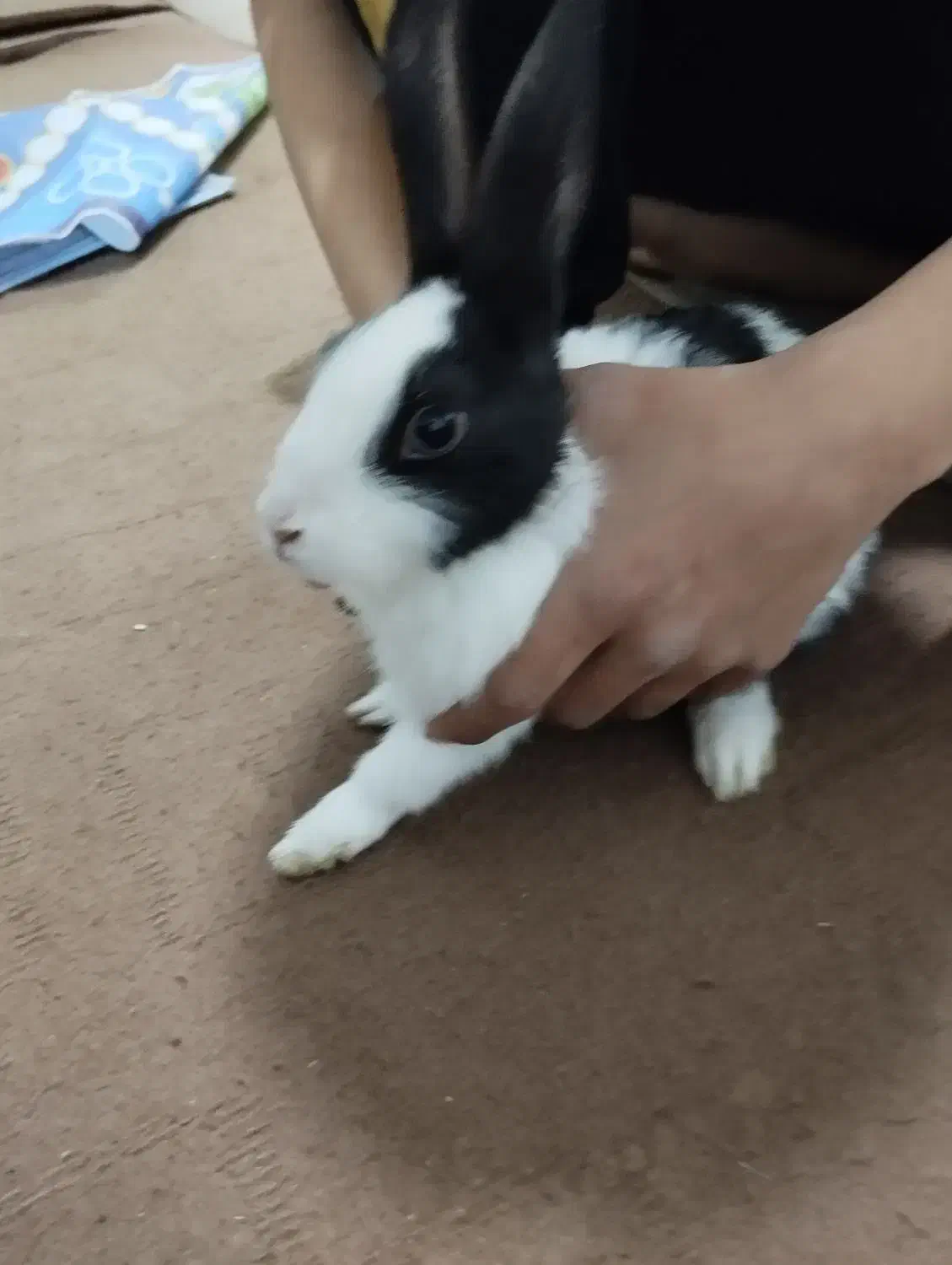 خرگوش|موش و خرگوش|سبزوار, هفت تیر|دیوار