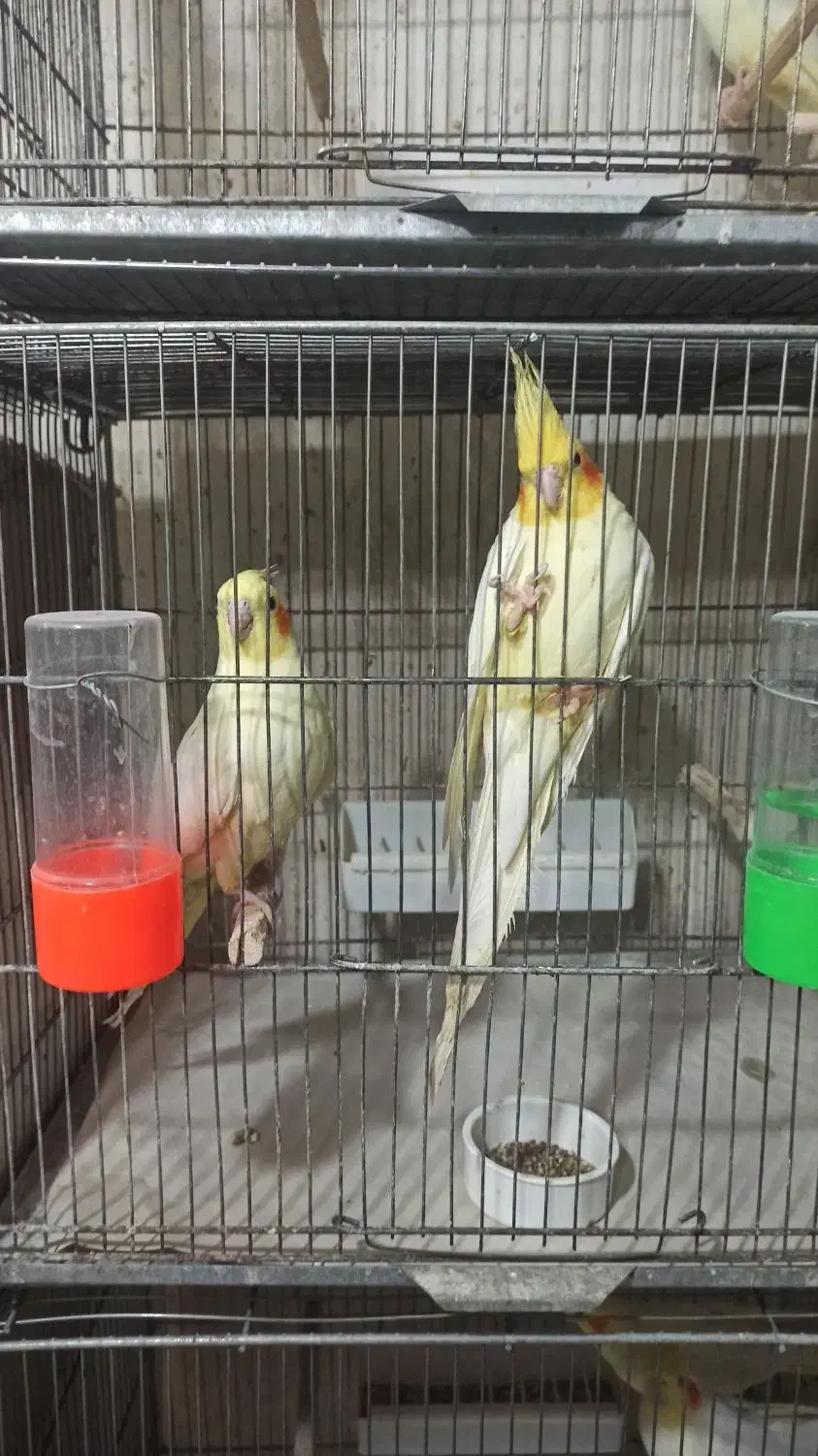 عروس هلندی|پرنده|قم, باجک یک|دیوار