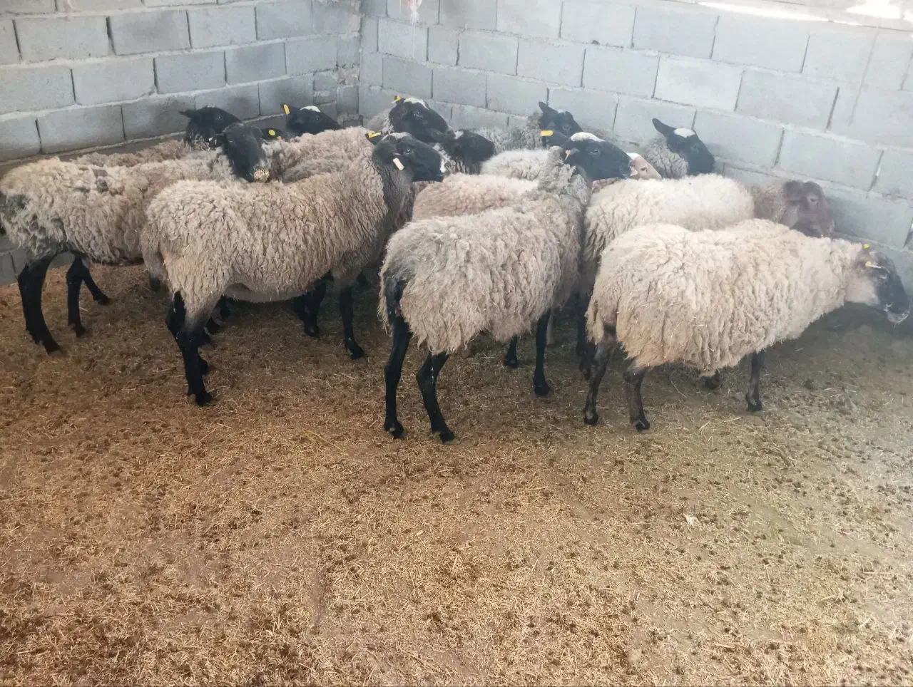 میش رومانف آبستن اصل درگز|حیوانات مزرعه|مشهد, منزل آباد|دیوار
