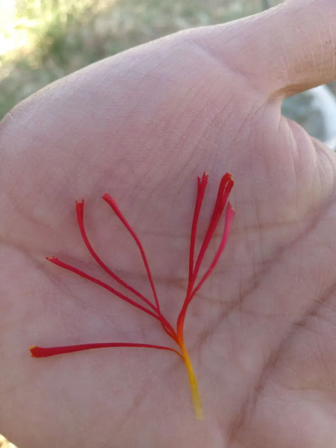 گل زعفران|گل و گیاه طبیعی|سبزوار, فیاض|دیوار