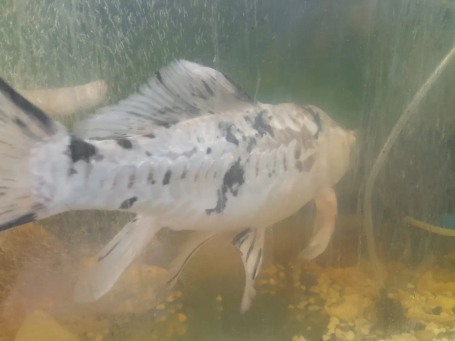 ماهی کوی|ماهی|سلمانشهر, |دیوار