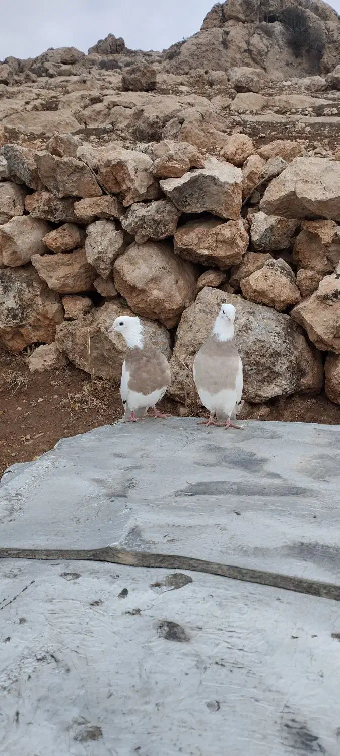 طوق|پرنده|کارزان, |دیوار