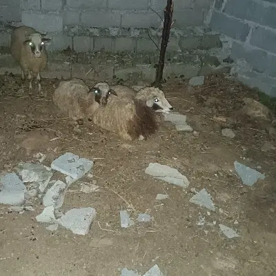 بره|حیوانات مزرعه|رشت, پیرسرا|دیوار