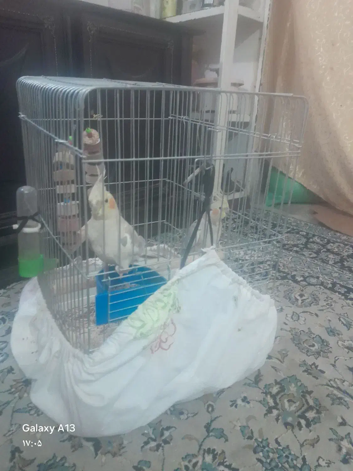 عروس هلندی|پرنده|کویرات, |دیوار