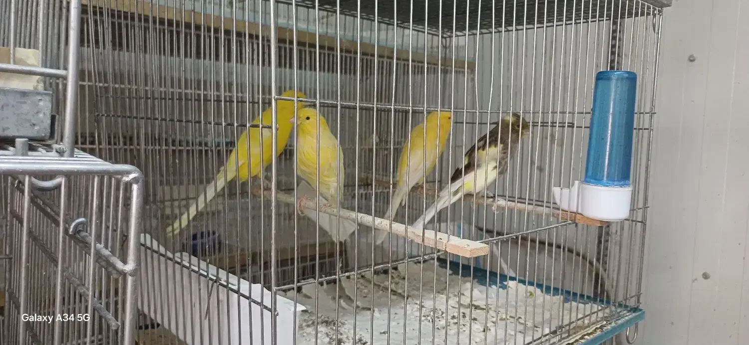 خدمات و کار در منزل|استخدام سرایداری و نظافت|تهران, حشمتیه|دیوار