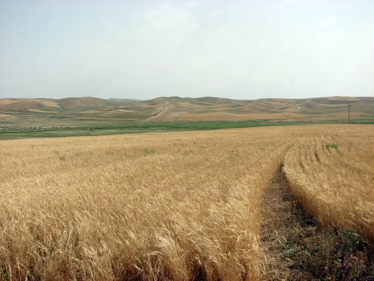 زمین حاصلخیز دیمی ۱۰۰۰ متری|فروش دفتر صنعتی، کشاورزی، تجاری|میانه, |دیوار