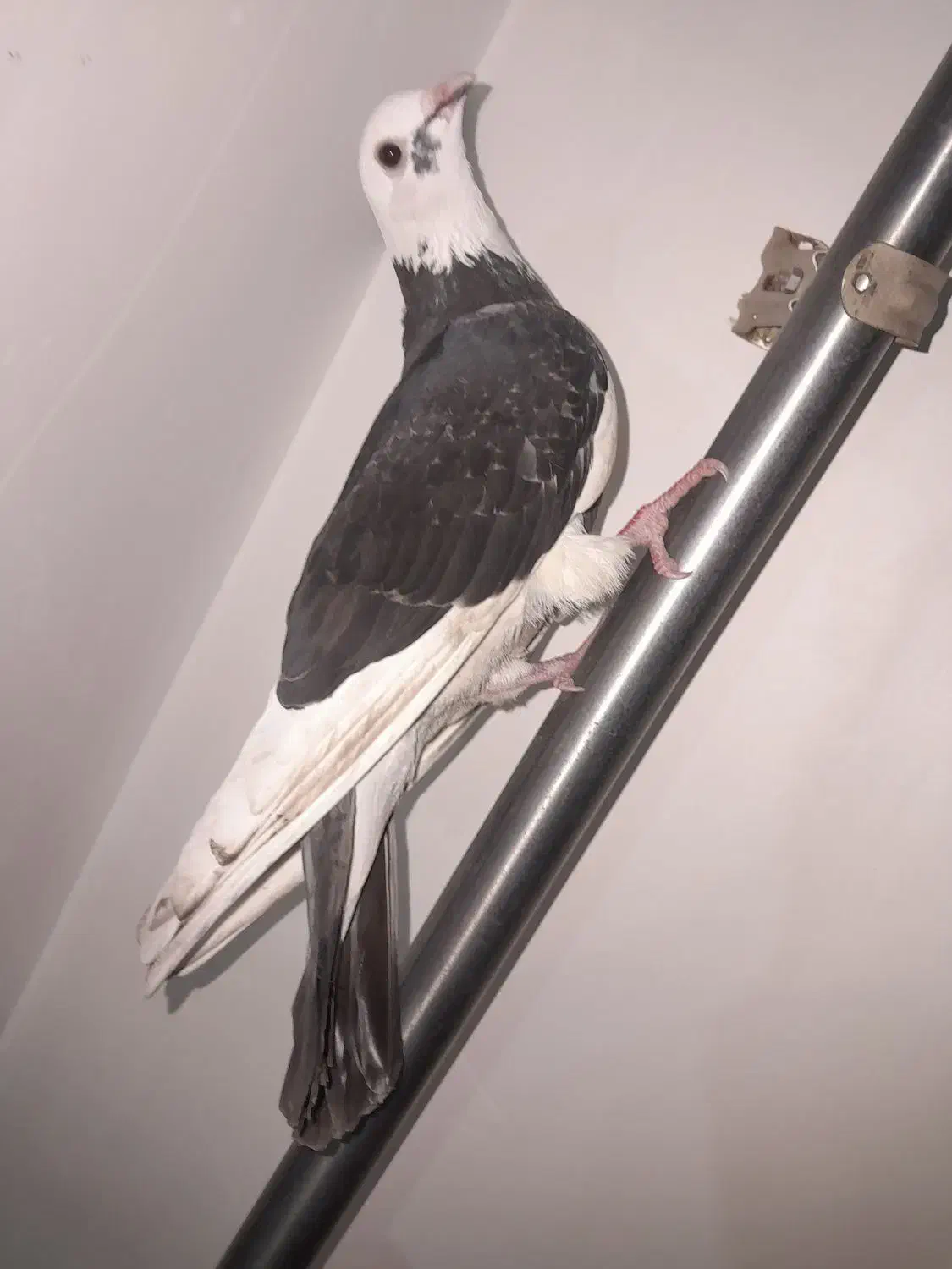 کفتر شازده تهرونی|پرنده|گرگان, |دیوار