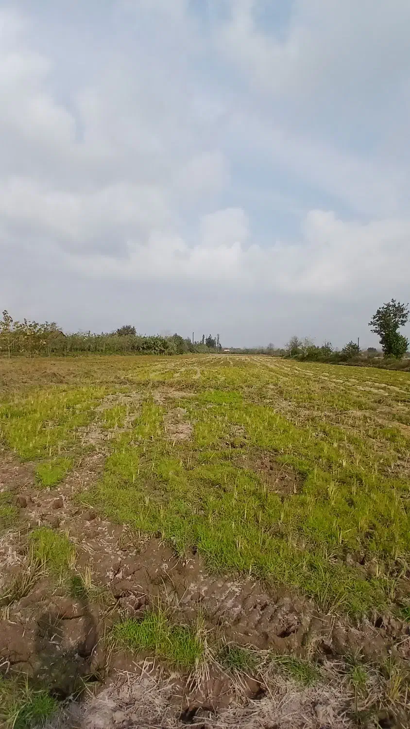 ۱۲۰۰۰mزمین کشاورزی مناسب شالیزارباغ کیوی/گلخانه|فروش دفتر صنعتی، کشاورزی، تجاری|خشکبیجار, |دیوار