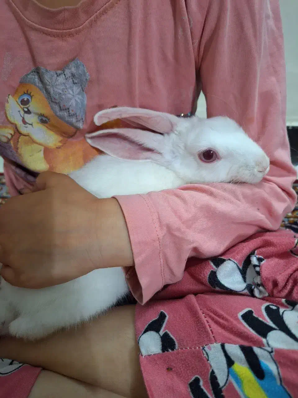 خرگوش|موش و خرگوش|تهران, قصر فیروزه ۱|دیوار