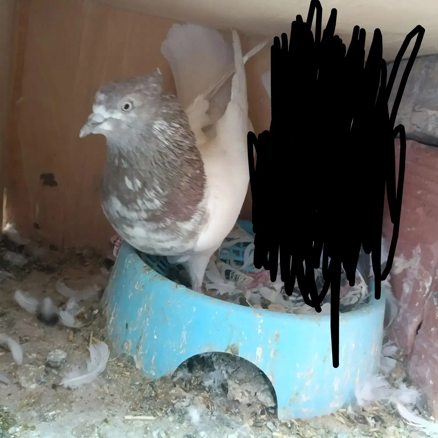 کله ای ،شامی گوک ،کبوتر|پرنده|بم, |دیوار