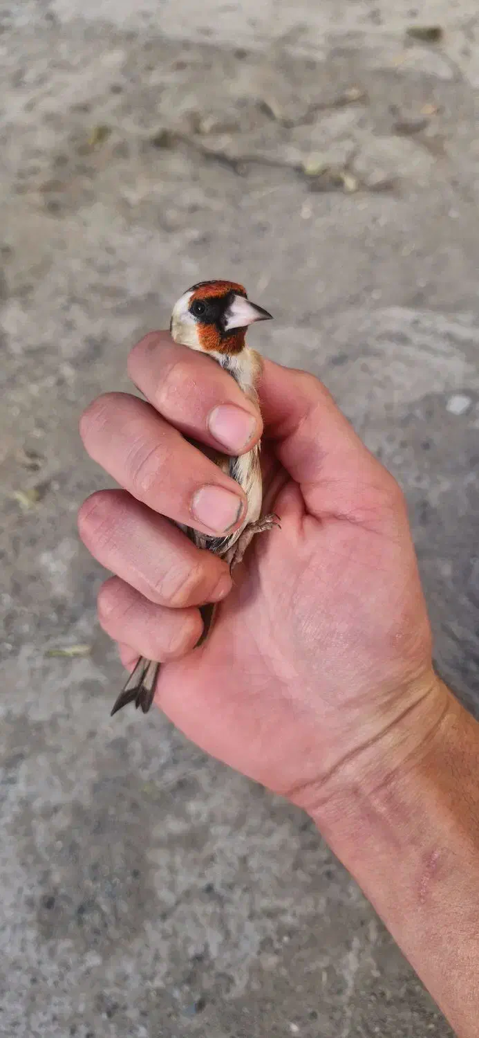 فروش دوعدد جوجه سهره نر صد درصد تازه صاف|پرنده|کرمانشاه, |دیوار