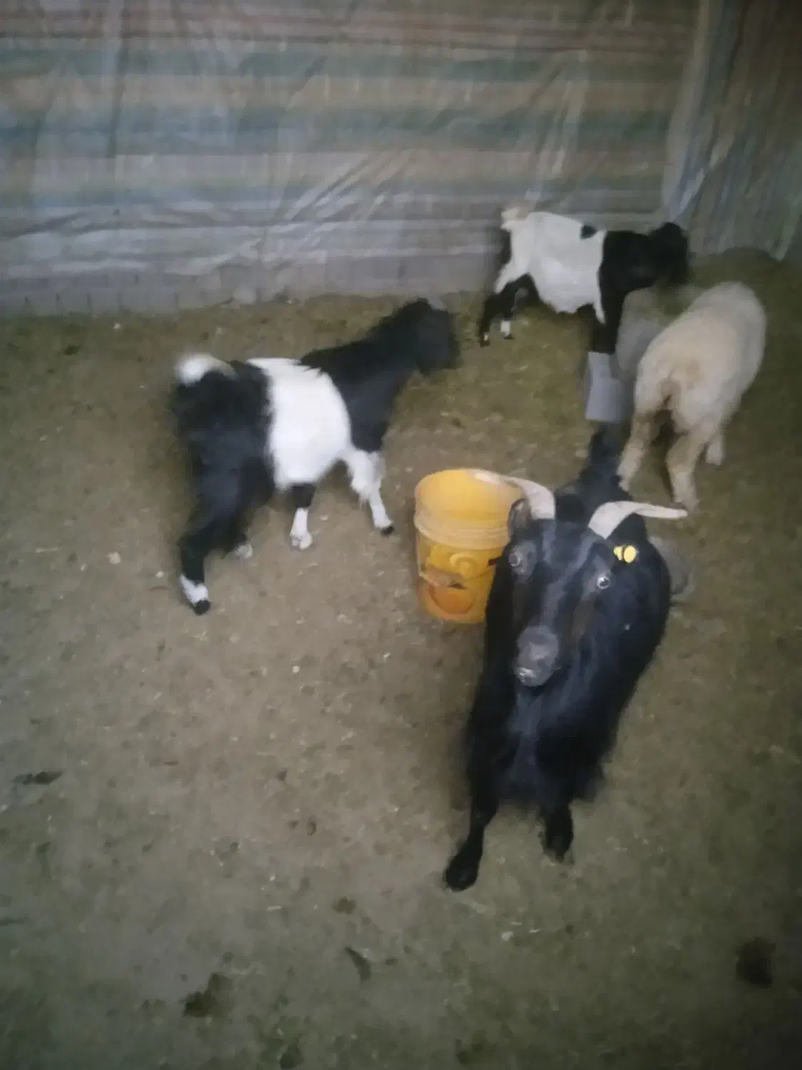 بزوکهره وبره|حیوانات مزرعه|خرم بید, |دیوار