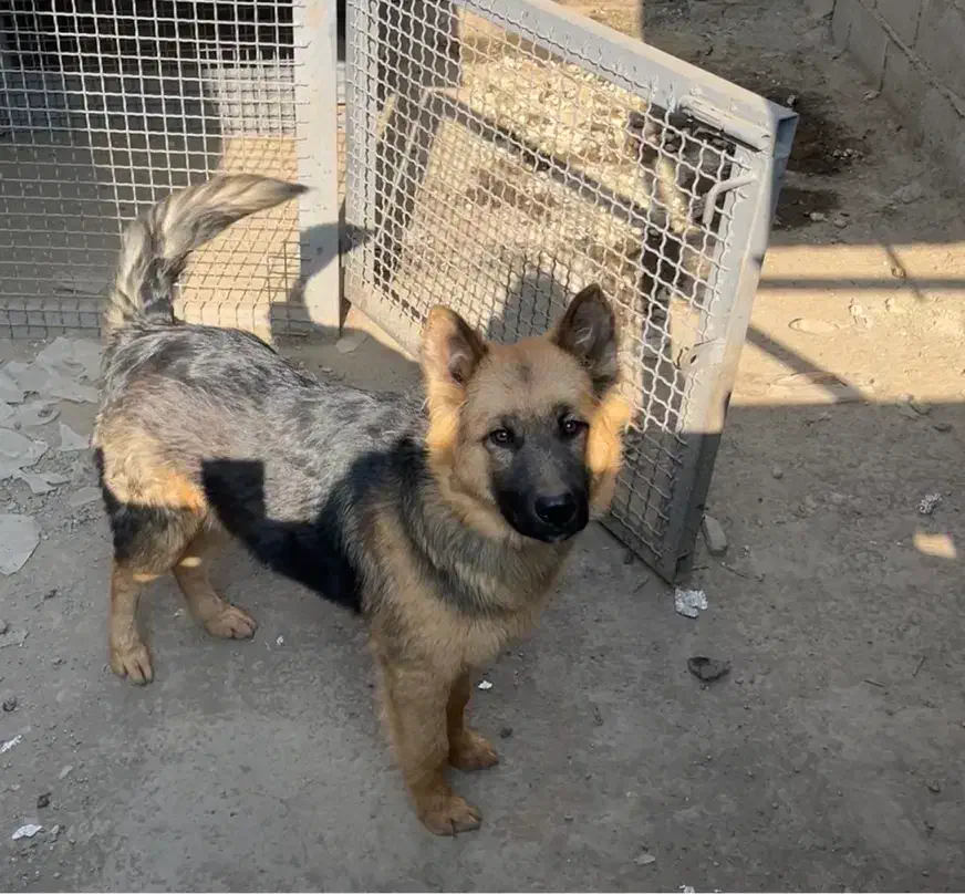 سگ ژرمن|سگ|چهاردانگه (تهران), |دیوار