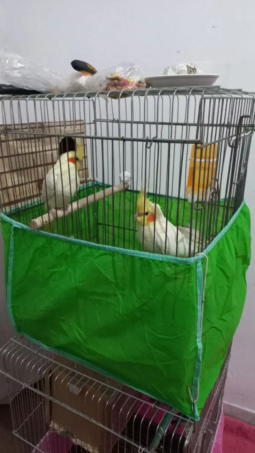 دو جفت عروس هلندی|پرنده|هشتگرد, هشتگرد قدیم|دیوار