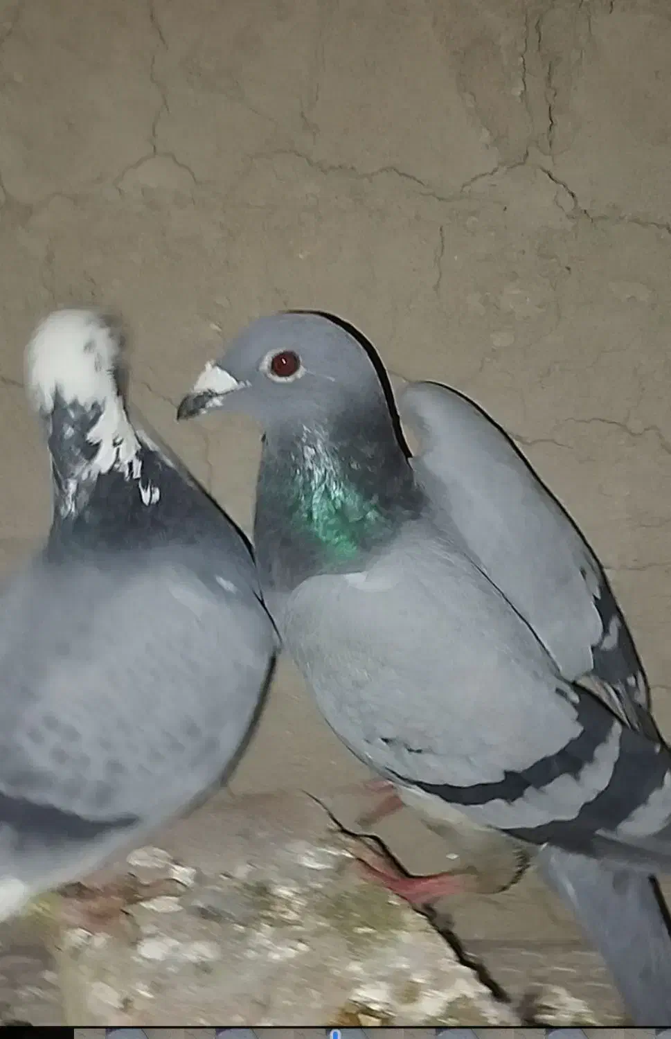 کبوتر معاوضه با مرغ|پرنده|صالح آباد, |دیوار